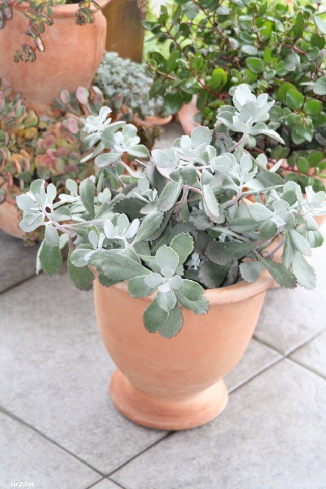 kalanhoa pumila
